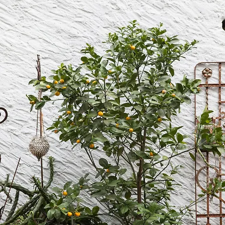 Caffe Dell'arte Boutique Locarno